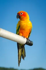 Poster Mooie kleurrijke papegaai, zonparkiet (Aratinga solstitialis) © nopparat
