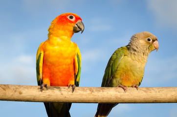 Fototapeta na wymiar Piękne kolorowe papugi, Sun Conure (Aratinga solstitialis)