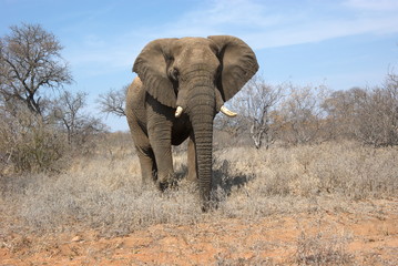 Fototapeta na wymiar Shot of an African Elephant