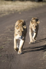 Lioness walking on the road