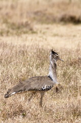 The 20kg Kori Bustard is the heaviest flying bird in the world.