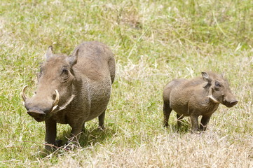 A family of warthog