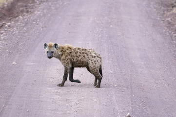 Portrait shot of the sneaky spotted Hyena