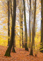 Obrazy  Jesienny las