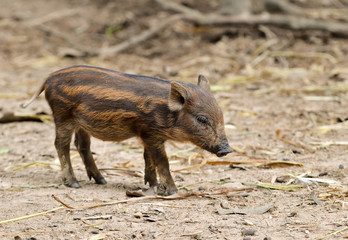 Fototapeta premium baby wild boar