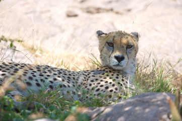 Cheetah resting in the shadfe