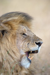 Closeup portrait of a lion