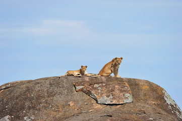 Lions on the rock