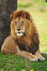 Portrait d& 39 un lion