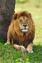 Fototapeta na wymiar Portrait of a lion