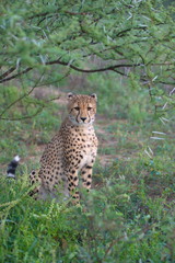 Naklejka na ściany i meble Portrait shot of an elegant African Cheetah