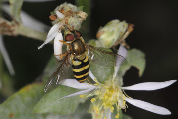 Hoverfly