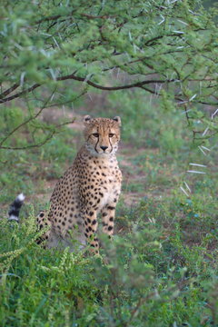 Portrait shot of an elegant African Cheetah