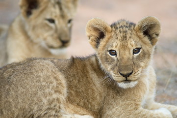 Fototapeta na wymiar Lion cub