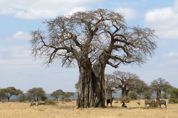 Gigantische baobabboom met wilde dieren die beschutting zoeken