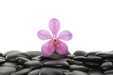 Still life with pink orchid with zen stones