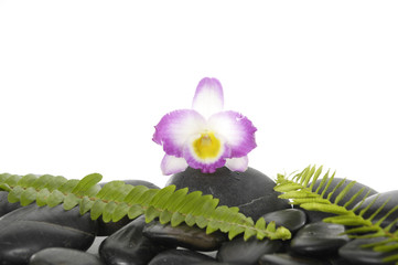 Set of of pink orchid with green fern on pebbles
