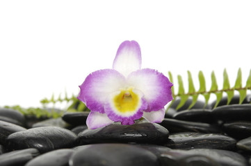 pink orchid with green fern on pebbles