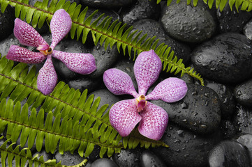 Set of pink orchid with fern leaf with stones background