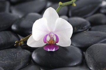 Macro of white orchid on wet pebbles