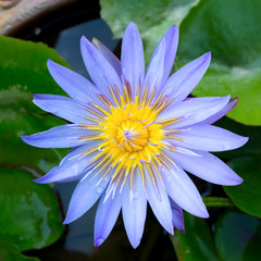 Closeup image of Lotus Plant on Water
