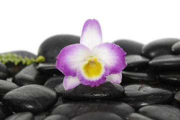 gorgeous orchid and stones with green fern