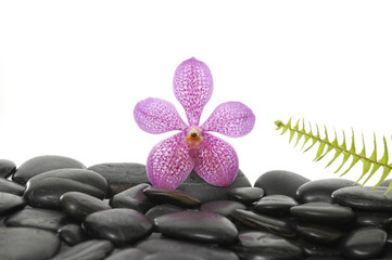 Fototapeta na wymiar pink orchid with green fern on pebbles