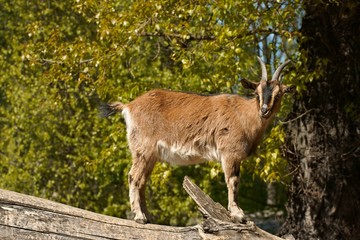 Goat and tree