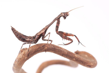 Mantis (Parasphendale affinis)