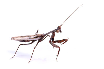 Mantis (Parasphendale affinis)