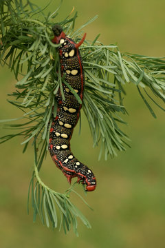 Caterpillar Spurge Hawk-moth (Hyles euphorbiae) in nature
