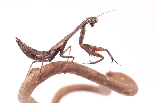 Mantis (Parasphendale affinis)
