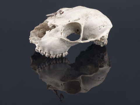 Skull and Mantis (Parasphendale affinis) on a black background