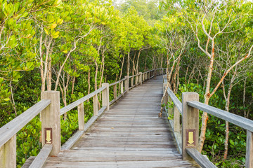 boardwalk in mangrove forest