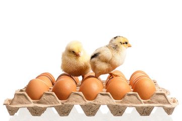 Eggs and chicken