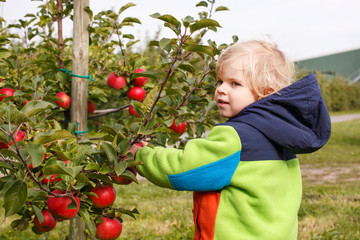 Little toddler boy of two years picking red apples in an orchard