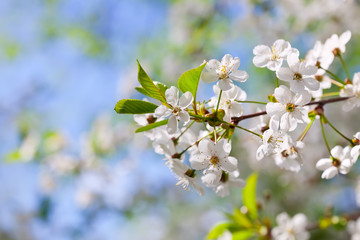 blooms tree branch in spring