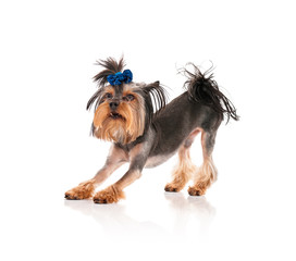 Yorkshire terrier