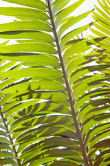 Bright Sunlight Shining On The Leaves Of A Cycad Plant