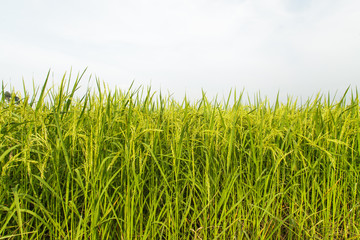 Obraz premium Rice fields