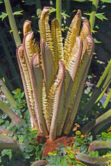 Close Up Of Newly Sprouting Leaves On a Cycad Plant