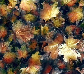 Yellow leaves,