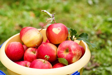Yellow bucket with red ripe apples from orchard .