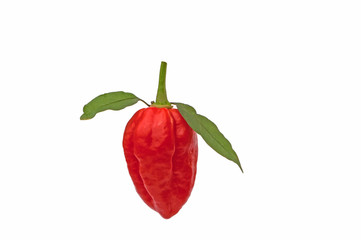 Red chilli