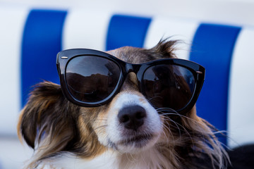 Dogs wearing a pair of sunglasses