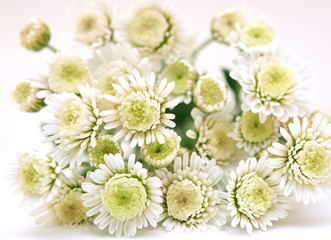 White chrysanthemum