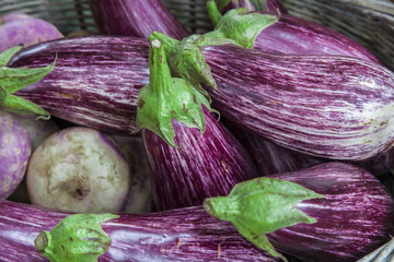 Eggplant purple variegated with turnips