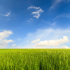 Fototapeta premium Rice fields