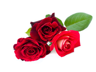 three red roses are on a white background