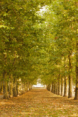 Fototapeta na wymiar Walkway along lined trees in the park